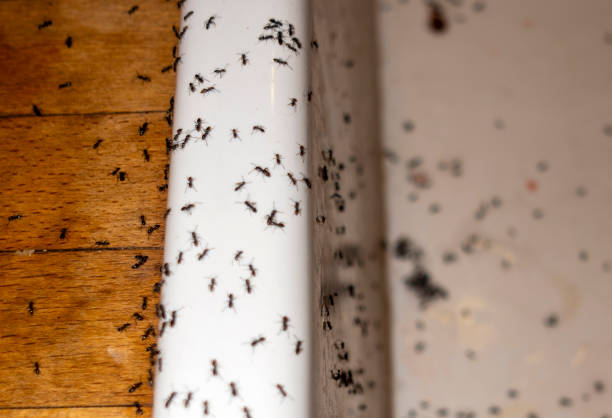 Wasp Removal Services in Westby, WI